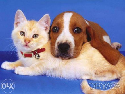 Ветеринарный врач, имеющий опыт работы с домашними животными, предлагает услугу . . фото 1