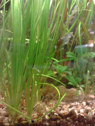 В набор входят жестколистные аквариумные растения, которые окажутся не по зубам . . фото 2