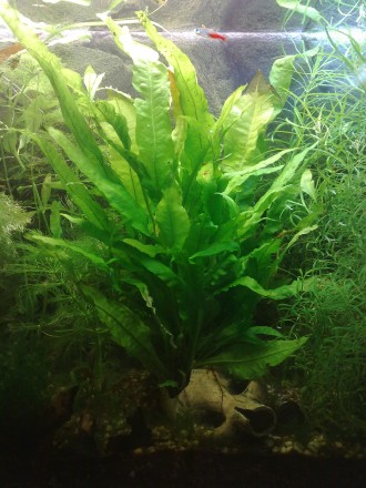 В набор входят жестколистные аквариумные растения, которые окажутся не по зубам . . фото 3