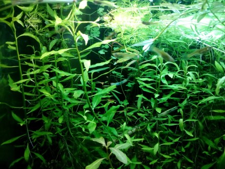 В набор входят жестколистные аквариумные растения, которые окажутся не по зубам . . фото 6