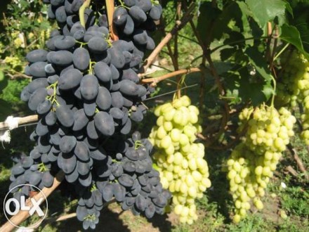 Продам саженцы винограда (столовых и технических сортов), вегетирующие с зелёным. . фото 3