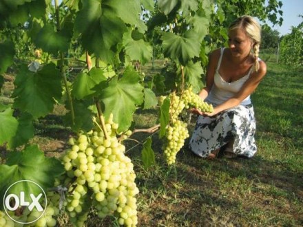 Продам саженцы винограда (столовых и технических сортов), вегетирующие с зелёным. . фото 5