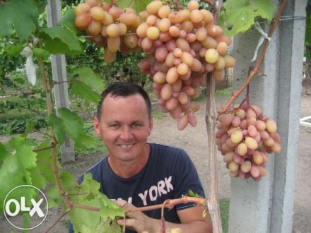 Продам саженцы винограда (столовых и технических сортов), вегетирующие с зелёным. . фото 6