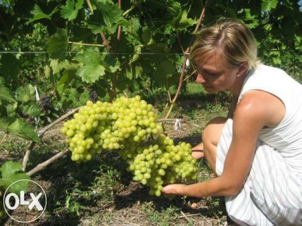 Продам саженцы винограда (столовых и технических сортов), вегетирующие с зелёным. . фото 4
