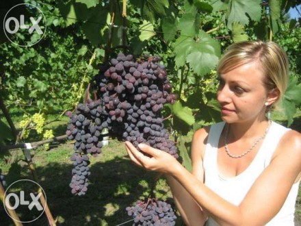 Продам саженцы винограда (столовых и технических сортов), вегетирующие с зелёным. . фото 2