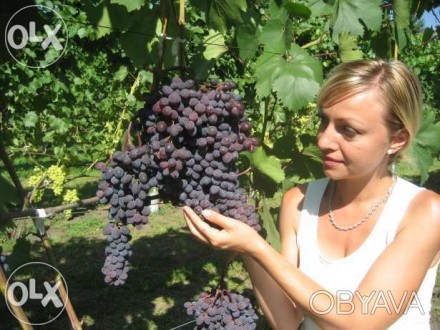 Продам саженцы винограда (столовых и технических сортов), вегетирующие с зелёным. . фото 1