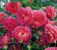Продаются розы различных сортов в контейнере. Закрытая корневая система позволяе. . фото 4