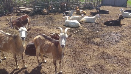 В связи с выездом продам стадо коз. 35 голов, козёл заненский племенной, и 7 мол. . фото 2
