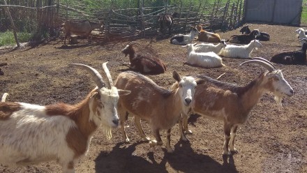 В связи с выездом продам стадо коз. 35 голов, козёл заненский племенной, и 7 мол. . фото 3