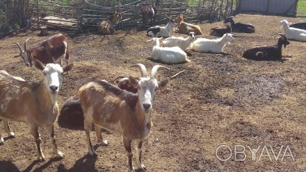 В связи с выездом продам стадо коз. 35 голов, козёл заненский племенной, и 7 мол. . фото 1