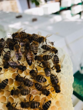 Пропонуємо бджоломаток карпатської породи 2020 року з травня по вересень. Матки . . фото 2