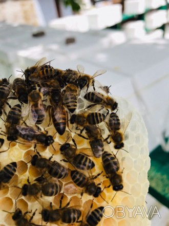 Пропонуємо бджоломаток карпатської породи 2020 року з травня по вересень. Матки . . фото 1