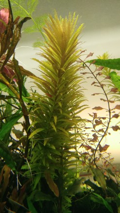 Продам красивые аквариумные растения:
Альтернатера мини
Людвигия супер ред
Ли. . фото 11