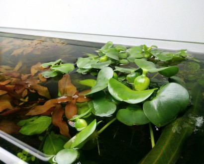 Продам красивые аквариумные растения:
Альтернатера мини
Людвигия супер ред
Ли. . фото 7
