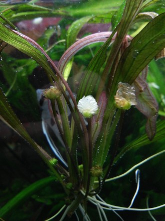Продам красивые аквариумные растения:
Альтернатера мини
Людвигия супер ред
Ли. . фото 12