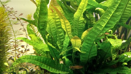 Продам красивые аквариумные растения:
Альтернатера мини
Людвигия супер ред
Ли. . фото 6