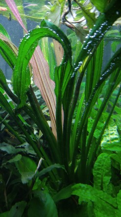 Продам красивые аквариумные растения:
Альтернатера мини
Людвигия супер ред
Ли. . фото 8