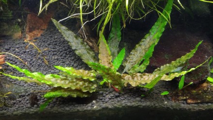 Продам красивые аквариумные растения:
Альтернатера мини
Людвигия супер ред
Ли. . фото 10