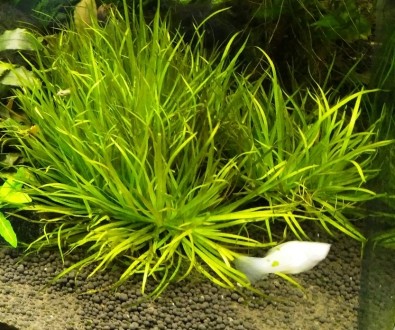 Продам красивые аквариумные растения:
Альтернатера мини
Людвигия супер ред
Ли. . фото 2