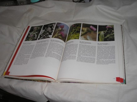 Продаю новую большую цветную энциклопедию цветов (растений).Издательство "Обзор". . фото 4