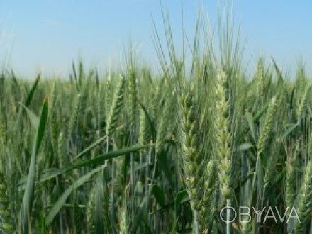 Мидас (остистая), новый сорт озимой пшеницы интенсивного типа, компании Пробстдо. . фото 1