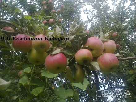 саженцы дерево сад яблони с привитыми на штамб 54-118, на корне антоновки разным. . фото 1