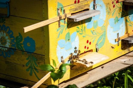 Продаю мёд со своей пасеки. Отправляю новой почтой по Украине. Вкусный, полезный. . фото 3