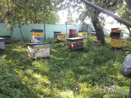 Продам пчелосемьи, натуральный мёд. Возможна доставка.. . фото 1