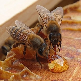 Продам бджолопакети і матки 

Описання
Продам бджолопакети:
Рамка -100грн + . . фото 3