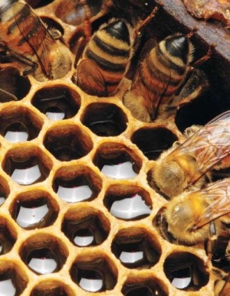 Продам бджолопакети і матки 

Описання
Продам бджолопакети:
Рамка -100грн + . . фото 4