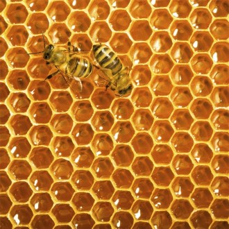 Продам бджолопакети і матки 

Описання
Продам бджолопакети:
Рамка -100грн + . . фото 2