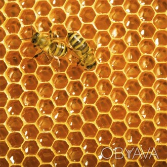 Продам бджолопакети і матки 

Описання
Продам бджолопакети:
Рамка -100грн + . . фото 1