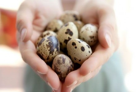 Предлагаю перепелиные яйца домашняя ферма 6,50грн/дес. Доставка бесплатно в пред. . фото 3