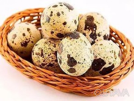 Яйцо перепелиное свеже пищевое, 20 рублей 10 шт.(десяток). . фото 1