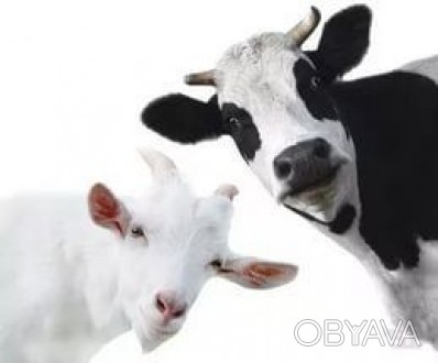 .Могу сперва дать на пробу Продам домашнее молоко от своей коровы 9 грн за литр . . фото 1