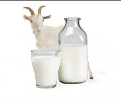 Продам домашнее молоко от трёх козочек. Очень вкусное, полезное, всегда свежее, . . фото 2