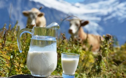 молоко ( есть разное по жирности и плотности -- зависит от породы коровы -есть д. . фото 2