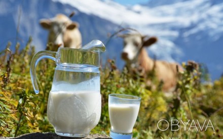 молоко ( есть разное по жирности и плотности -- зависит от породы коровы -есть д. . фото 1