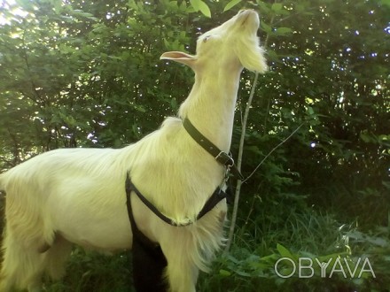 Чистокровный зааненский козёл , возраст 2 года,рост в холке 92 см,от пятмлитрово. . фото 1