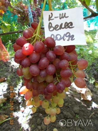 Каждый желающий может вырастить на своем участке виноград. Описание сорта и фото. . фото 1