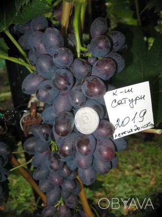 Каждый желающий может вырастить на своем участке виноград. Описание сорта и фото. . фото 1