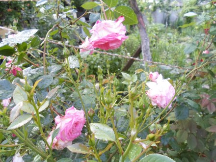 Роза королівська різного кольору морозостійка жовта -червона -біла -розова. . фото 3