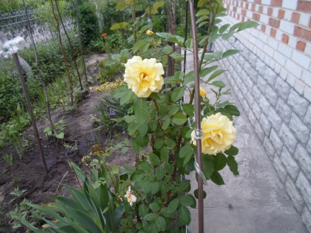 Роза королівська різного кольору морозостійка жовта -червона -біла -розова. . фото 5
