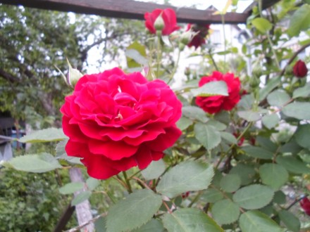 Роза королівська різного кольору морозостійка жовта -червона -біла -розова. . фото 4