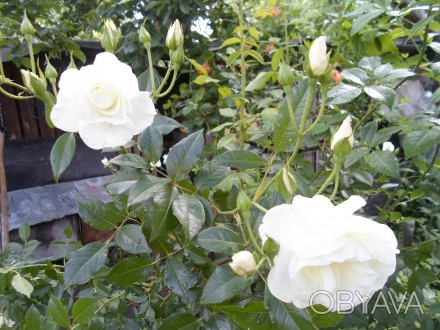 Роза королівська різного кольору морозостійка жовта -червона -біла -розова. . фото 1