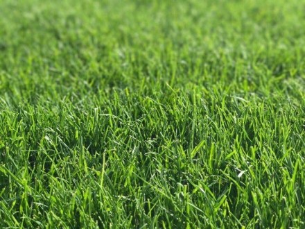 Компания MaxGreen предлагает Вам высококачественный рулонный газон собственного . . фото 2
