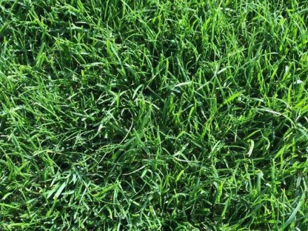 Компания MaxGreen предлагает Вам высококачественный рулонный газон собственного . . фото 5