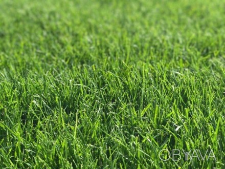 Компания MaxGreen предлагает Вам высококачественный рулонный газон собственного . . фото 1