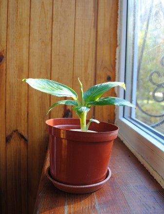Банан это травянистое многолетнее растение, которое очень просто вырастить в дом. . фото 1