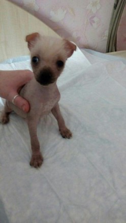 Продам щенков мексиканской голой собачки. Две девочки, родились 10 апреля, на пе. . фото 3